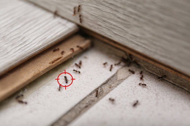 Trusted Liberty, IN Pest Control Experts
