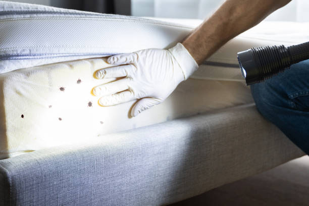 Best Termite Control Services  in Liberty, IN